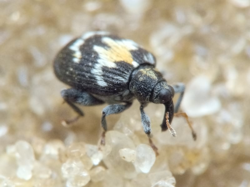 Tachyerges salicis (Linnaeus, 1758)